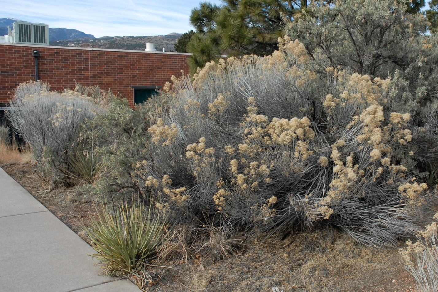 Tall Rabbitbrush